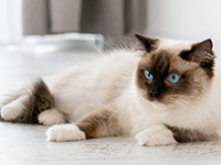 Ragdoll